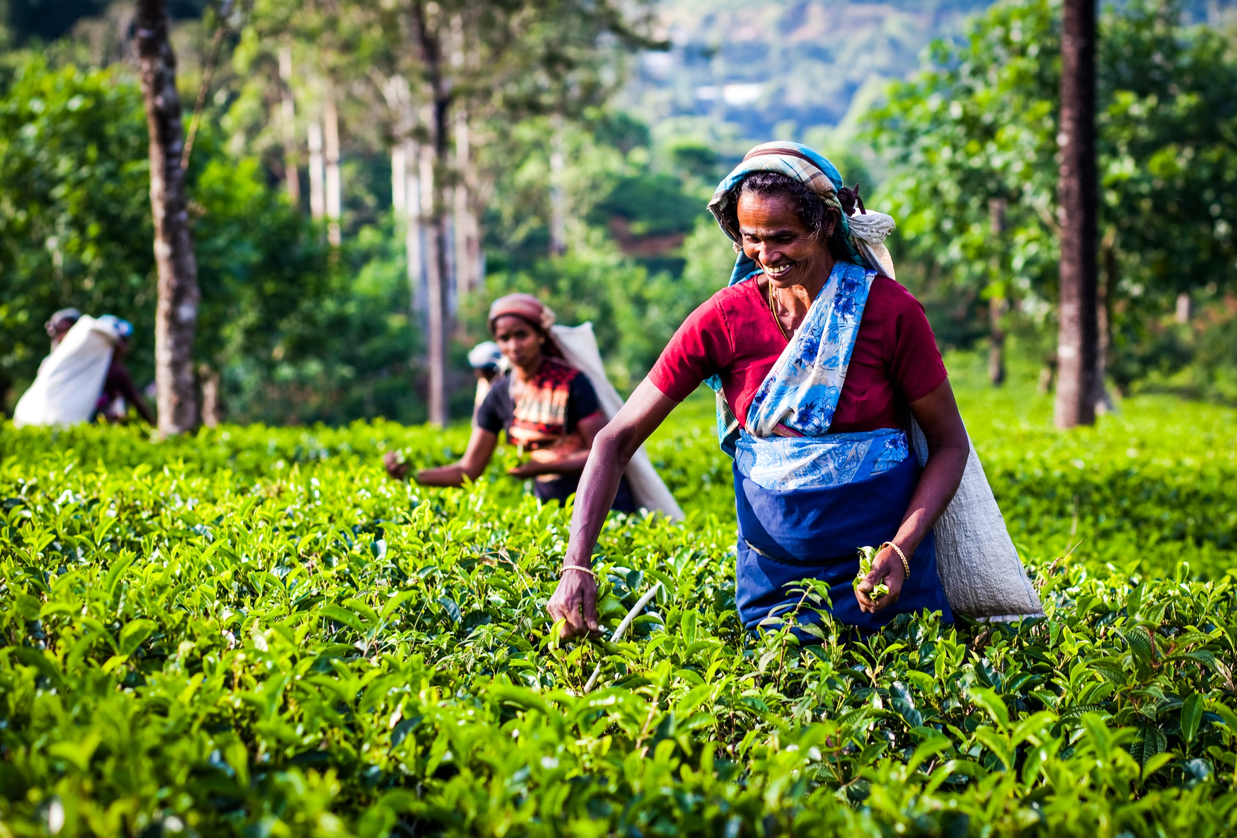 Tea Plantation