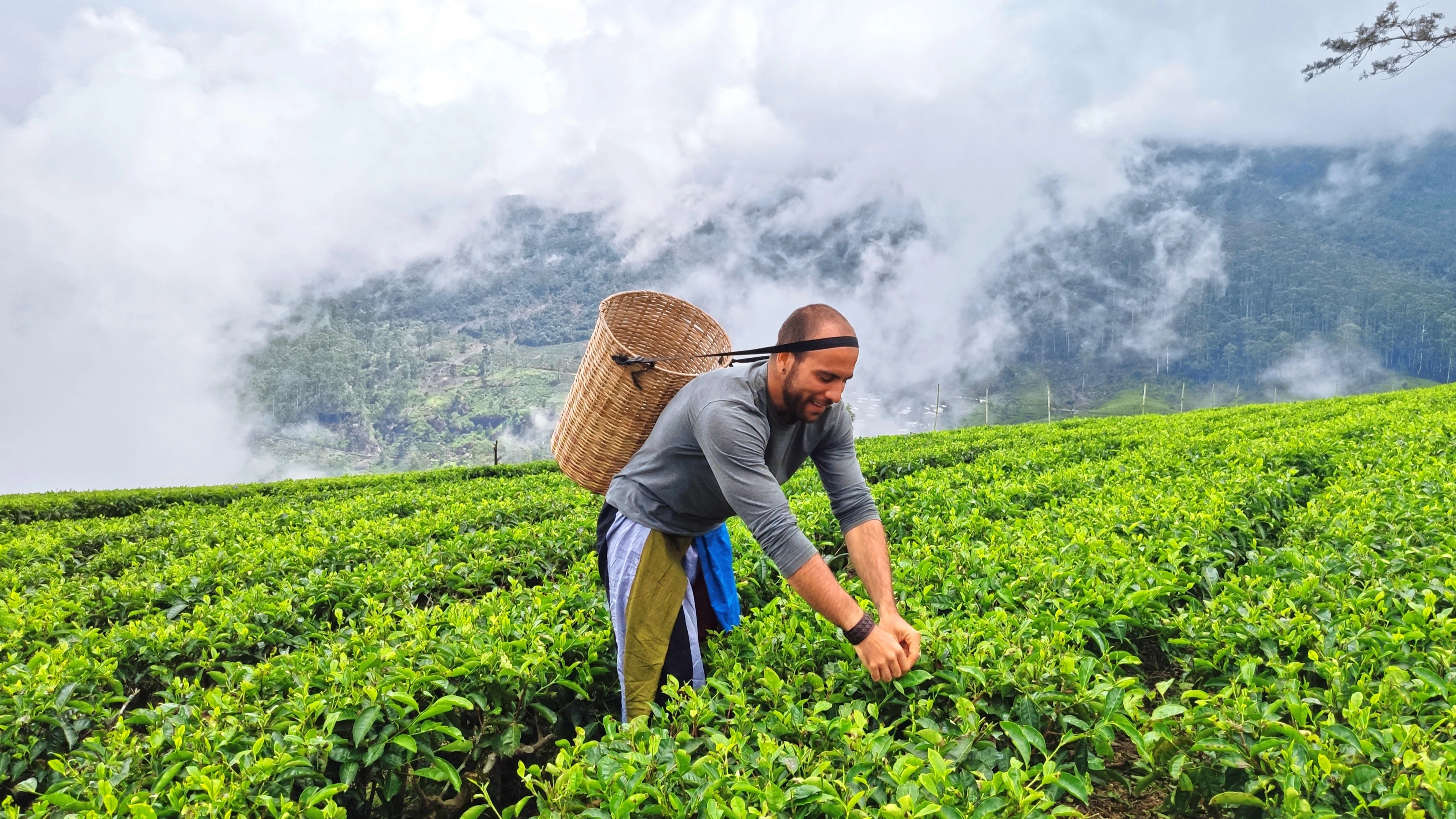 Tea Plantation