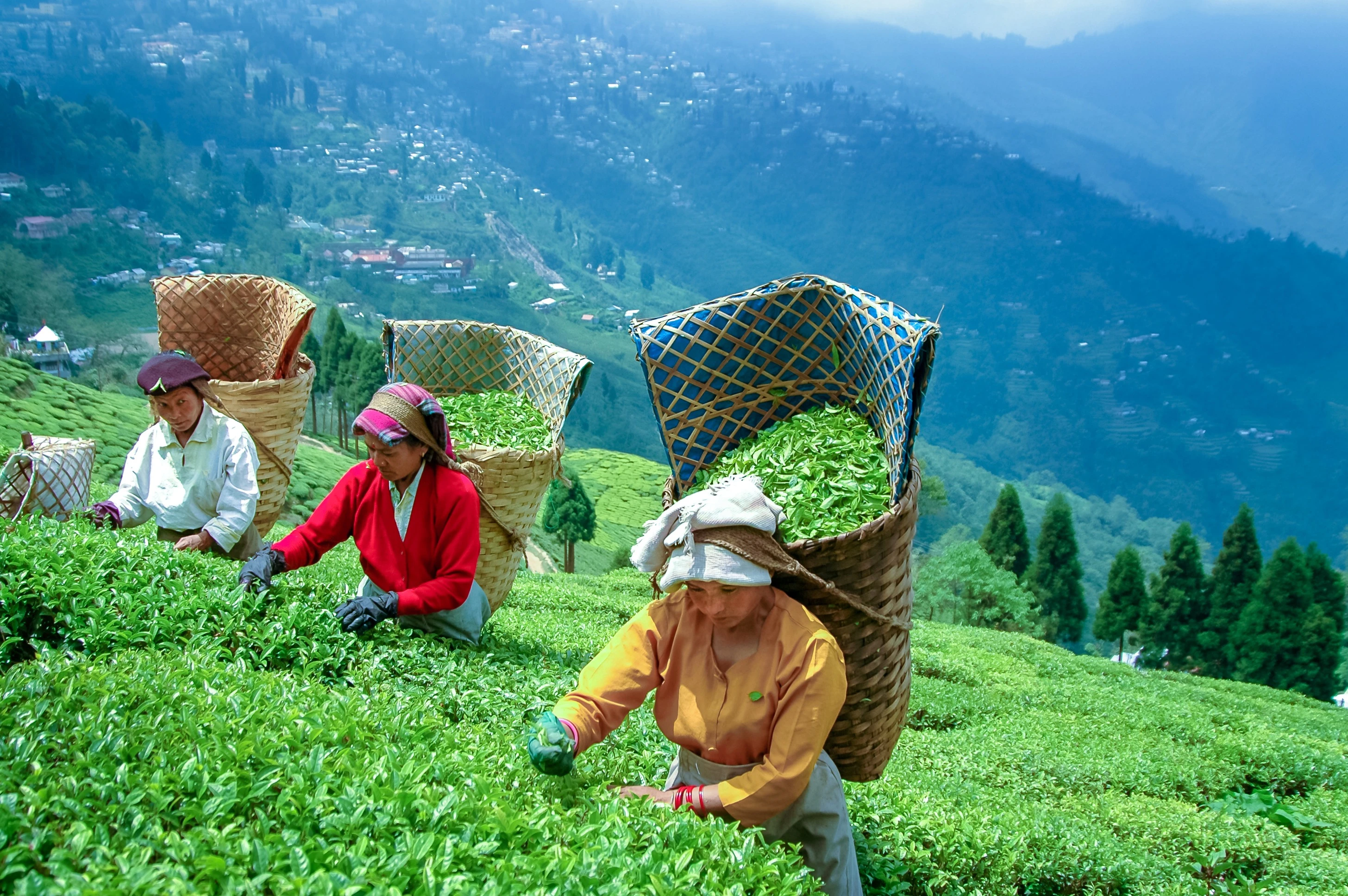 Tea Plantation