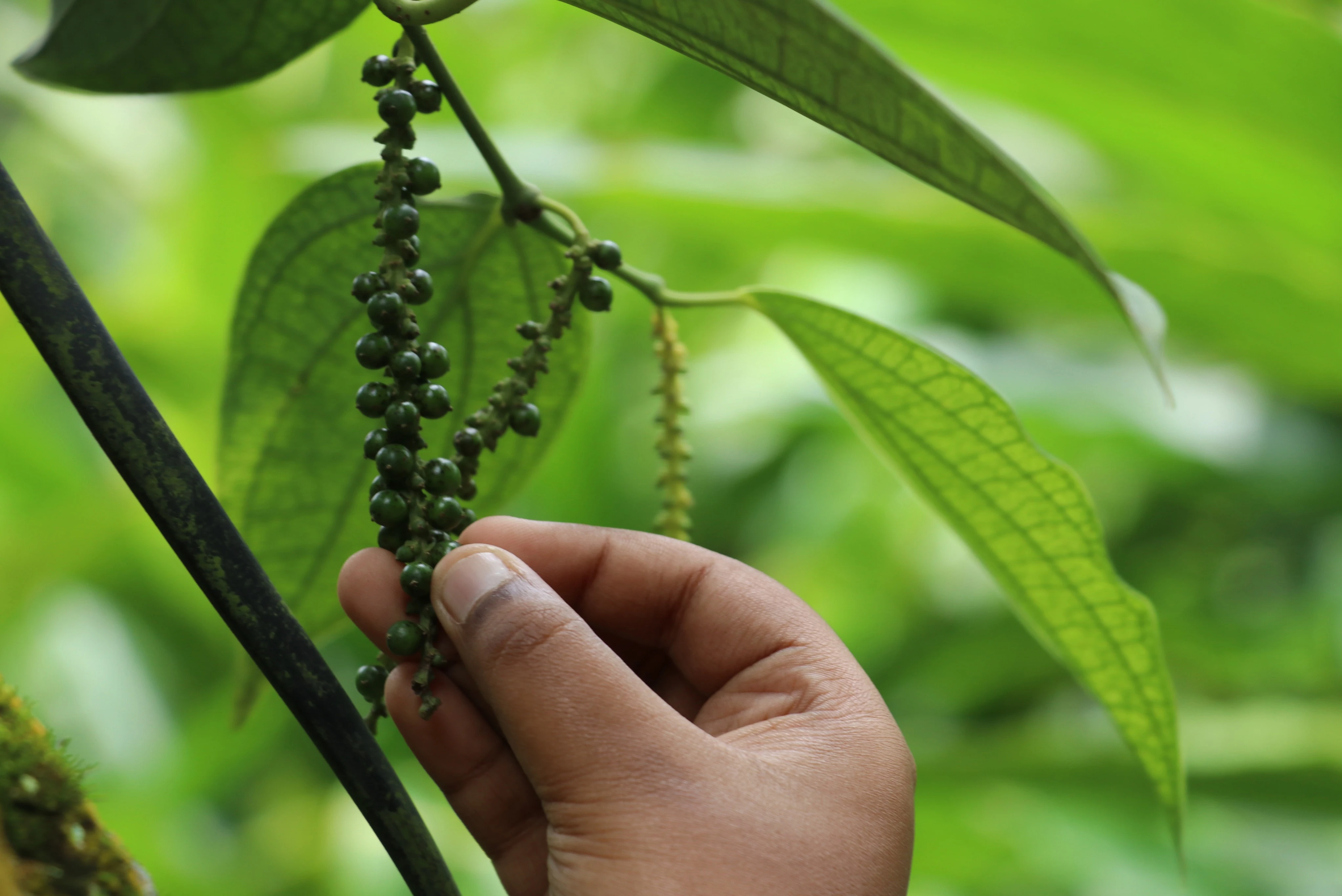 Spice Plantation