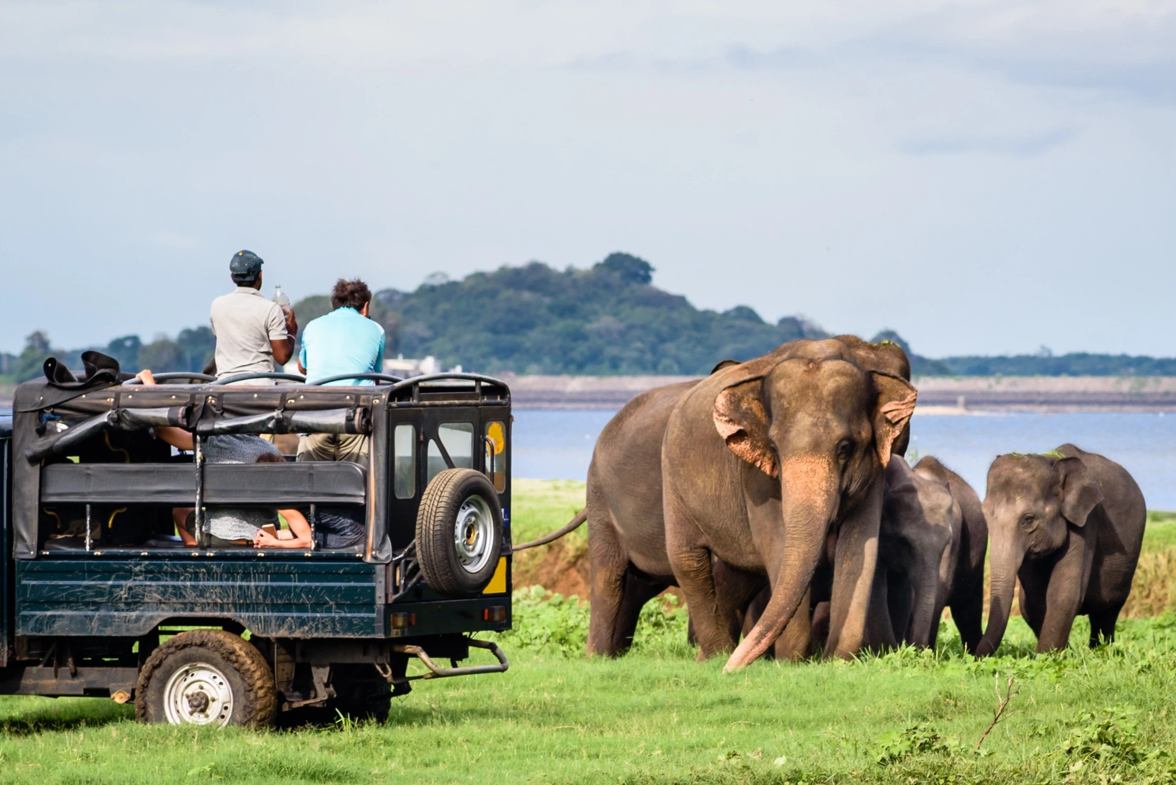 Wildlife