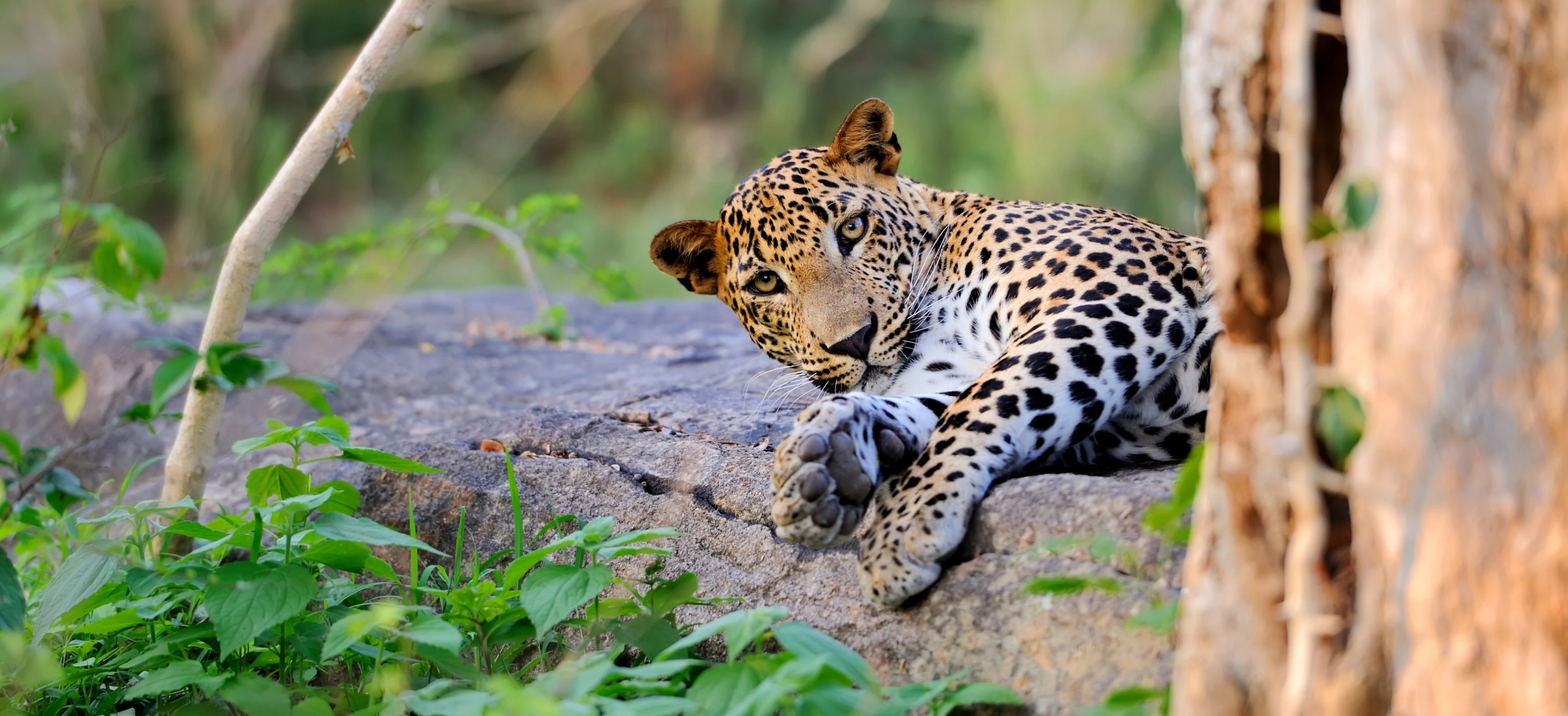 Wildlife